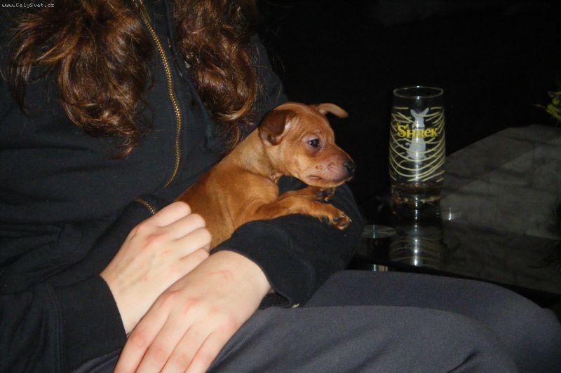 Foto: -m�me t��m�s��n�ho krysa��ka..v�era jsem s nim byla na o�kov�n� a chud��ek o