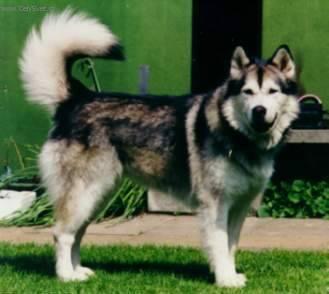 Foto: Alja�sk� malamut