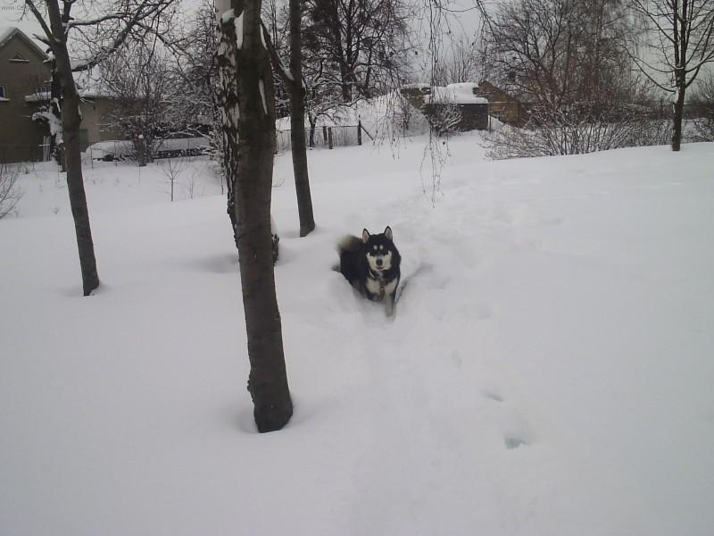 Foto: Alja�sk� malamut-Majitelka: Andrea