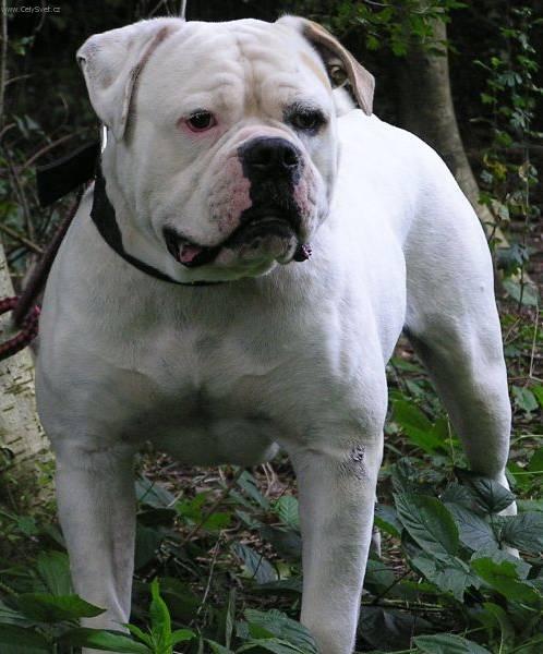 Foto: Americk� bulldog