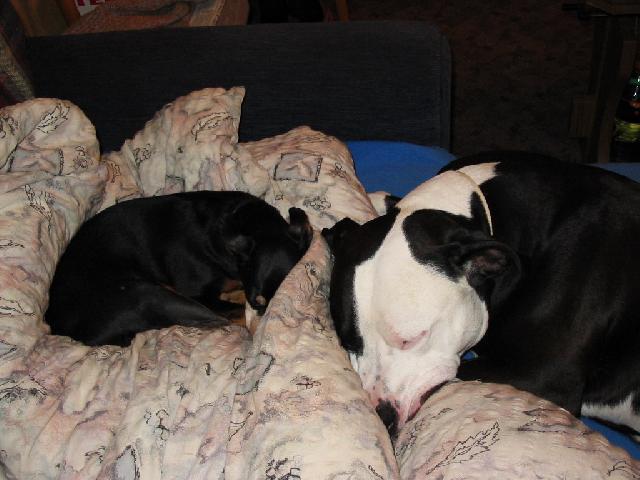 Fotky: Americk� pitbull teri�r (foto, obrazky)