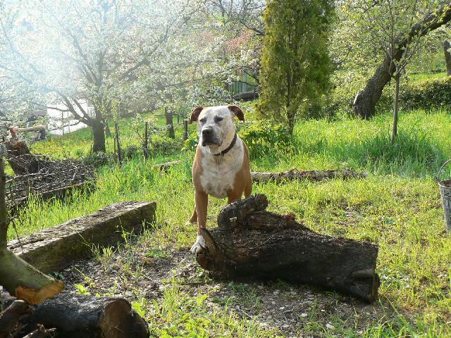 Fotky: Americk� pitbull teri�r (foto, obrazky)