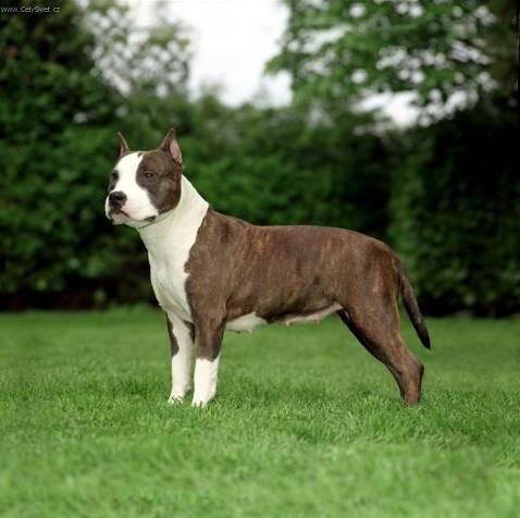 Foto: Americk� staford��rsk� teri�r