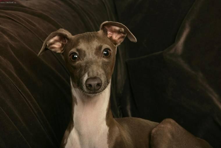 Foto: Anglick� chrt