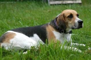 Foto: Anglick� foxhound