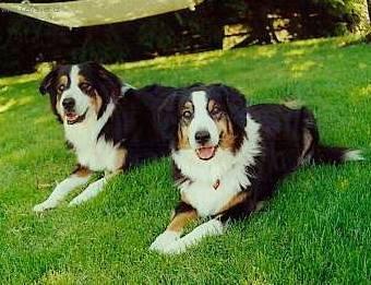 Foto: Anglick� ov��ck� pes