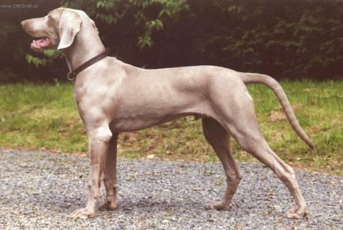 Foto: Are�sk� brak