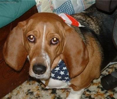 Foto: Art�sko-normandsk� basset