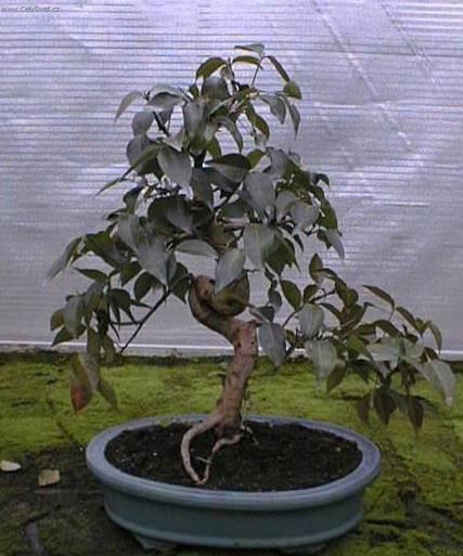 Foto: Australsk� t�e�e�