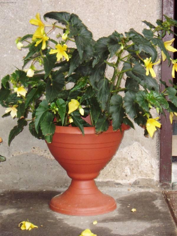 Foto: Begonie, kysaly-Pestitelka: Mayda