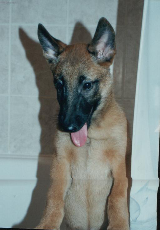 Foto: Belgick� ov��k - Malinois-Majitelka: Pavl�na Be�vov�
