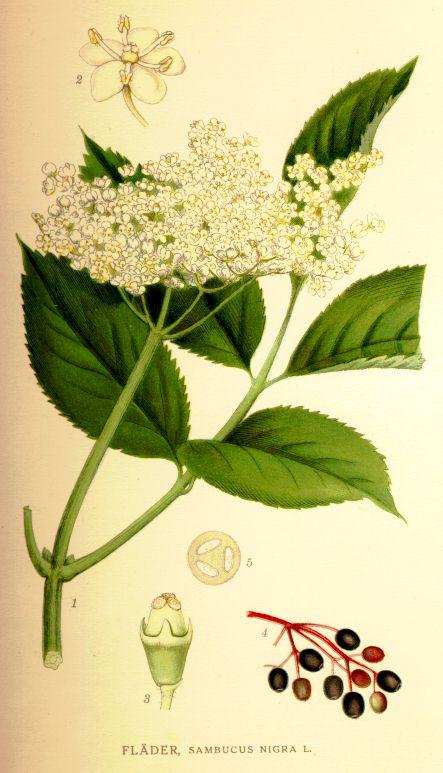 Fotky: Bez �ern� (foto, obrazky)