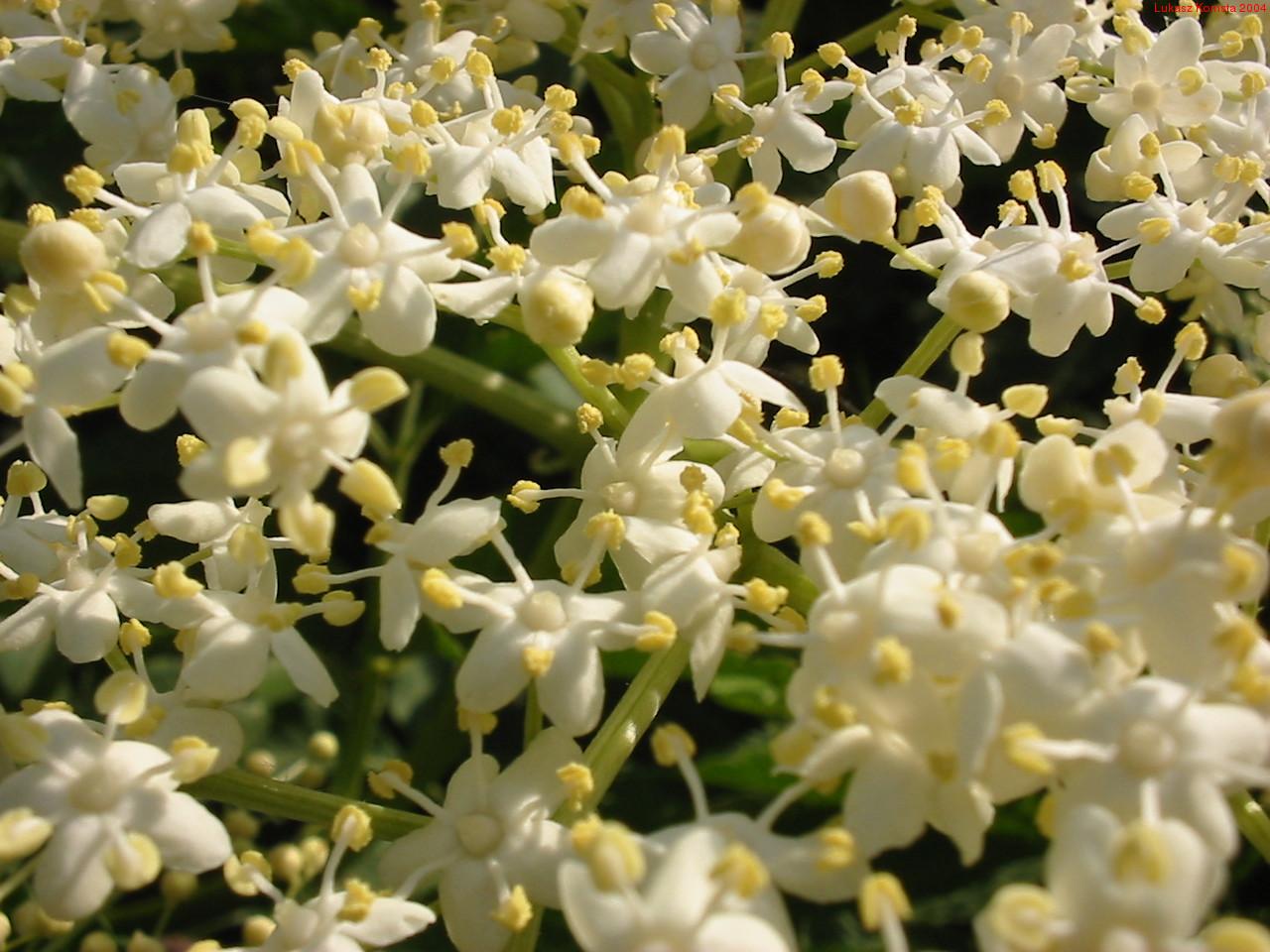 Fotky: Bez �ern� (foto, obrazky)