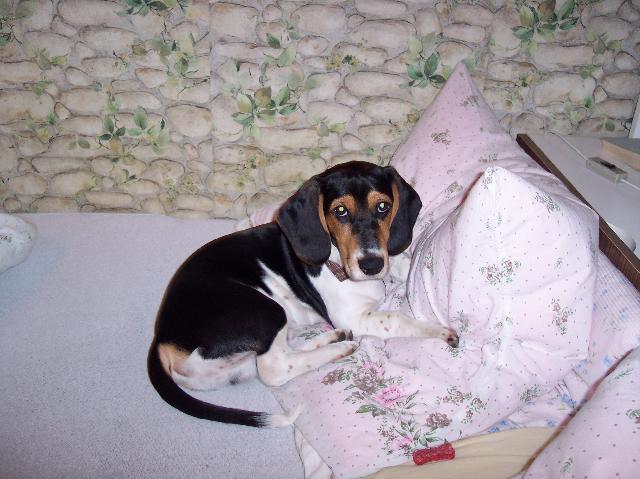 Fotky: B�gl (foto, obrazky)