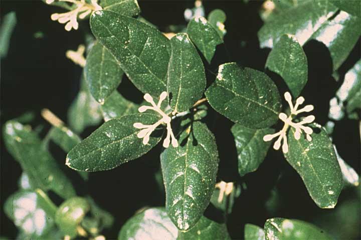 Fotky: Boldovn�k Vonn� (foto, obrazky)