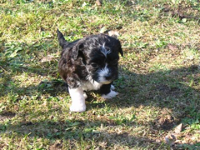 Foto: Bolo�sk� ps�k-Barevn� bolo�sk� ps�k. Majitel: webmaster@dogweb.info. (http://kchb.dogweb.info)