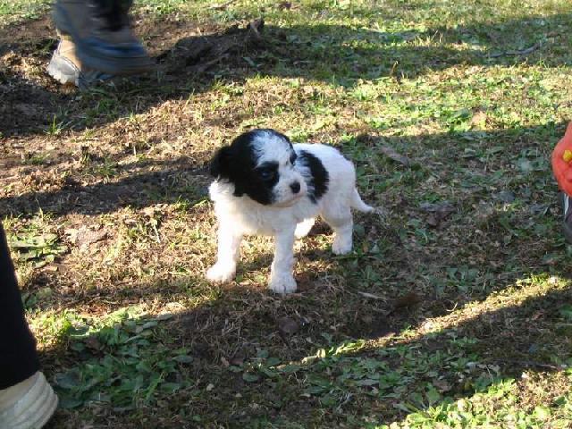 Foto: Bolo�sk� ps�k-Barevn� bolo�sk� ps�k. Majitel: webmaster@dogweb.info. (http://kchb.dogweb.info)