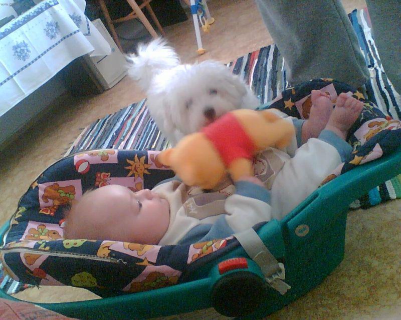 Foto: Bolo�sk� ps�k-Any. Majitel: Simonky@seznam.cz