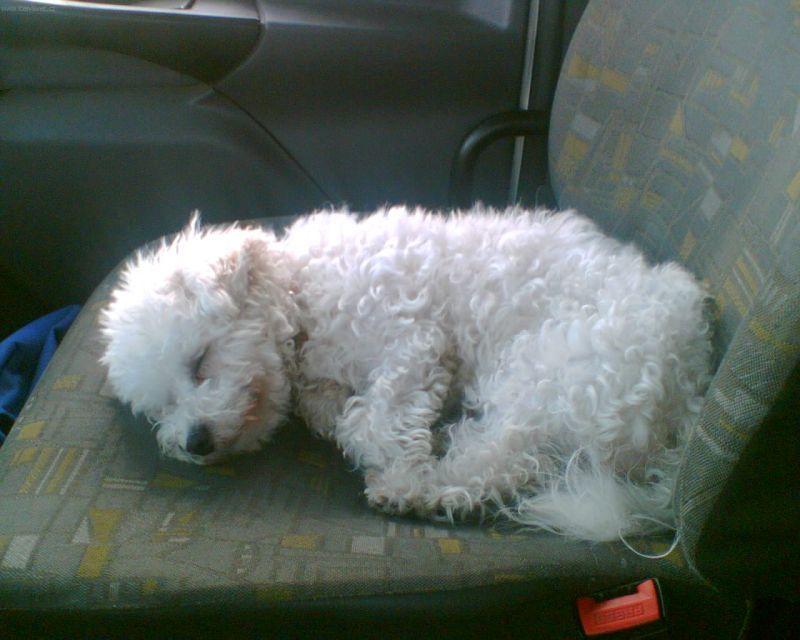 Foto: Bolo�sk� ps�k-Any. Majitel: Simonky@seznam.cz