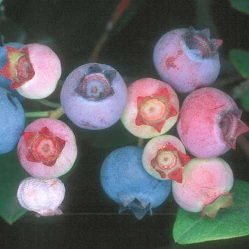 Fotky: Bor�v�� (foto, obrazky)