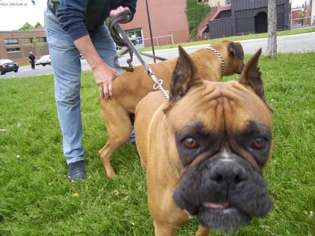 Foto: N�meck� boxer