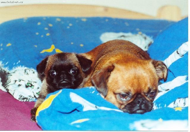 Fotky: Brabant�k (foto, obrazky)