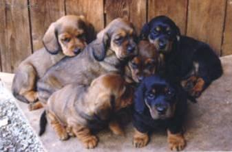 Foto: Alpsk� jezev��kovit� brak��