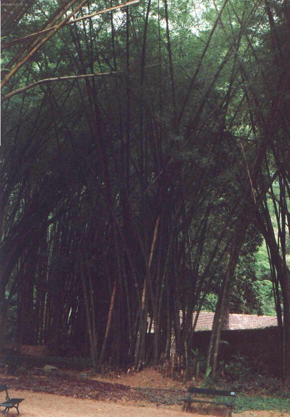 Foto: Braz�lie-bambusy