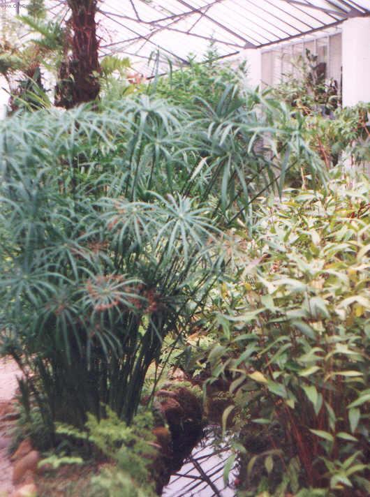 Foto: Braz�lie-papyrusy