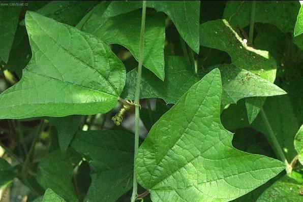 Fotky: B�e�an pop�nav� (foto, obrazky)