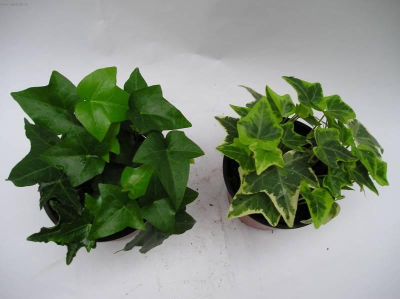 Fotky: B�e�an pop�nav� (foto, obrazky)