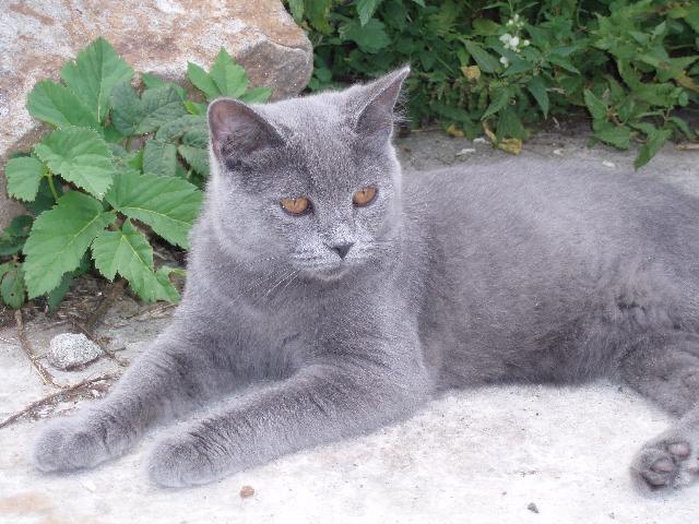 Fotky: Britsk� kr�tkosrst� ko�ka (colourpoint) (foto, obrazky)