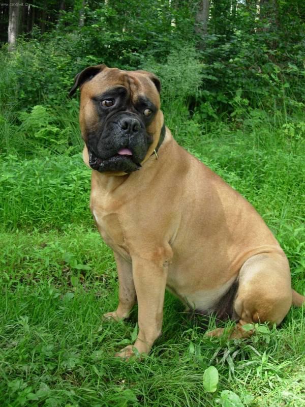 Foto: Bullmastif-Costa. Ch.st.: Str�nick� r�j. Majitel: Bodie