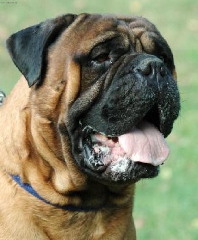 Foto: Bullmastif-CH. ST. ROTT-BULL (HL�NOVI, hlinovi@c-mail.cz)