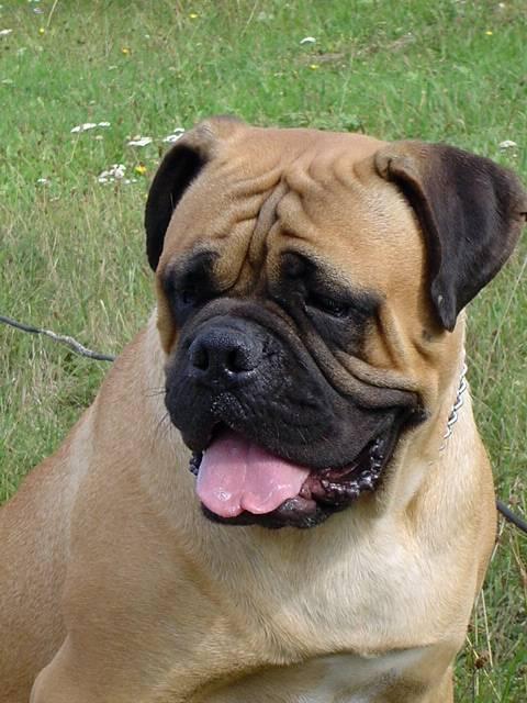 Foto: Bullmastif-Chovateli: Hl�nkovi