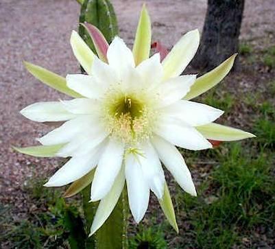 Foto: Cereus