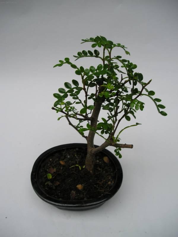 Fotky: ��nsk� pep� (foto, obrazky)