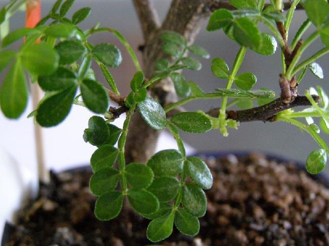 Fotky: ��nsk� pep� (foto, obrazky)