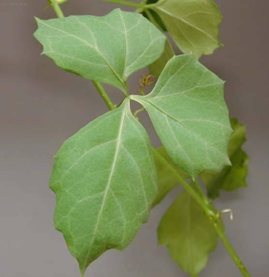 Fotky: Cisus, �umen (foto, obrazky)