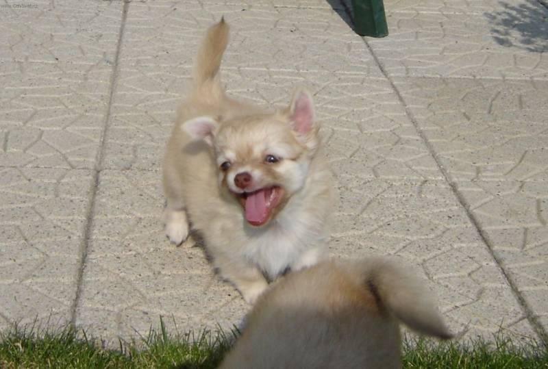 Fotky: �ivava (foto, obrazky)