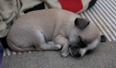 Fotky: �ivava (foto, obrazky)