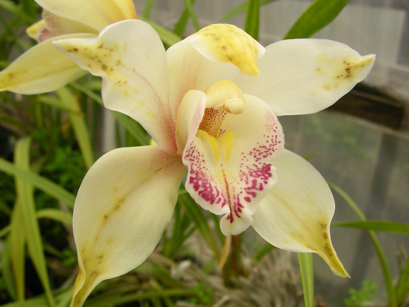 Foto: Cymbidium