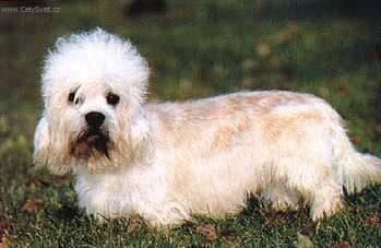 Foto: Dandie Dinmont Terier