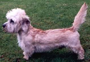 Foto: Dandie Dinmont Terier