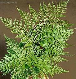 Foto: Davallie kan�rsk�