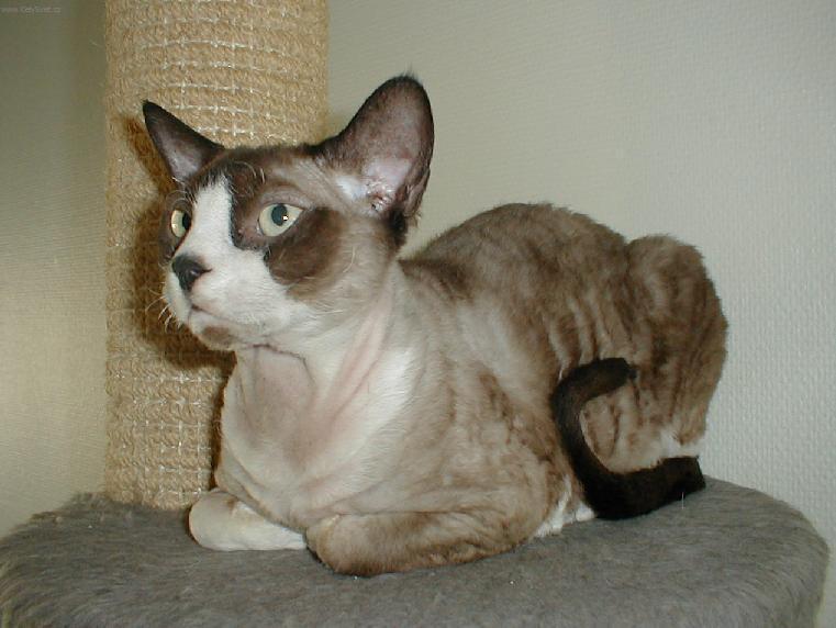 Foto: Devon-rex
