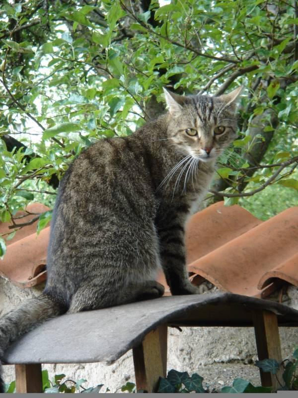 Fotky: Dom�c� ko�ky (foto, obrazky)