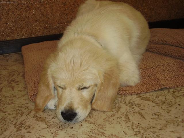 Fotky: Dom�c� pes (foto, obrazky)