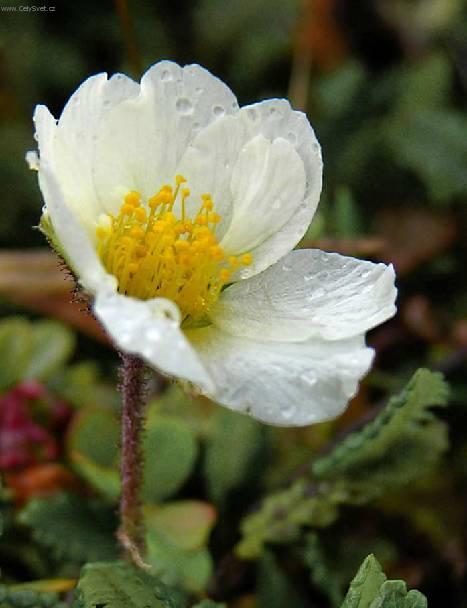 Foto: Dry�dka osmipl�te�n�