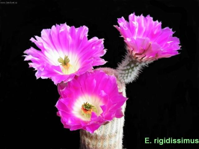 Foto: Echinocereus-Pestitel: Petr Sch�n